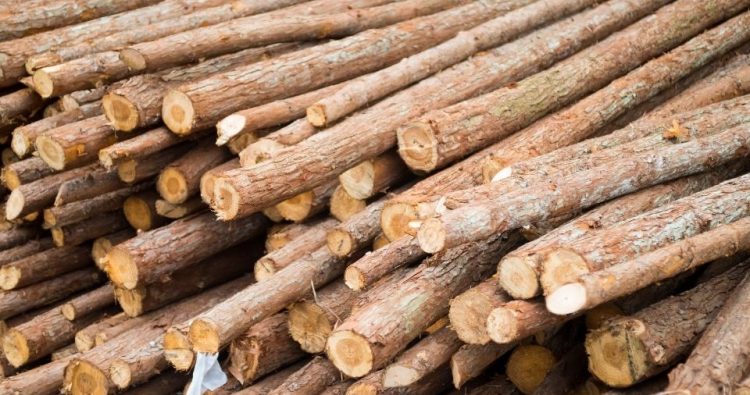 Top 5 loại gỗ sản xuất plywood phổ biến tại Việt Nam